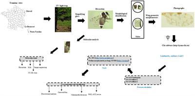 Wing morphology variations in Culicoides circumscriptus from France